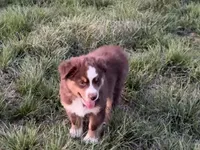 Hero, a male Miniature Australian Shepherd for sale in Coleman, TX – Photo 4 of 10