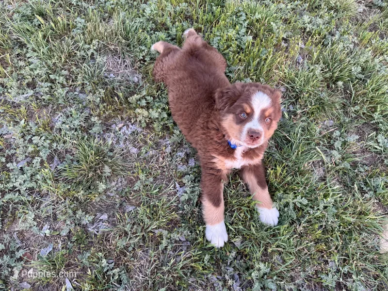 Hero – Miniature Australian Shepherd puppy for sale in Coleman, TX