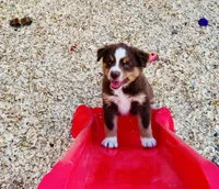 Hero, a male Miniature Australian Shepherd for sale in Coleman, TX – Photo 8 of 10