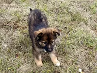 China, a female Australian Shepherd and German Shepherd Dog for sale in Coleman, TX – Photo 5 of 10