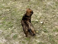 China, a female Australian Shepherd and German Shepherd Dog for sale in Coleman, TX – Photo 7 of 10