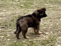 China, a female Australian Shepherd and German Shepherd Dog for sale in Coleman, TX – Photo 2 of 10