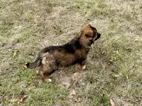 China, a female Australian Shepherd and German Shepherd Dog for sale in Coleman, TX – Photo 6 of 10