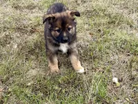 China, a female Australian Shepherd and German Shepherd Dog for sale in Coleman, TX – Photo 1 of 10