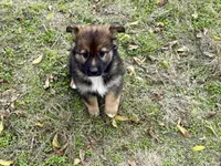 China, a female Australian Shepherd and German Shepherd Dog for sale in Coleman, TX – Photo 10 of 10