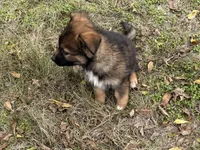 China, a female Australian Shepherd and German Shepherd Dog for sale in Coleman, TX – Photo 8 of 10