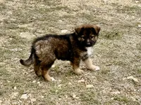 China, a female Australian Shepherd and German Shepherd Dog for sale in Coleman, TX – Photo 3 of 10