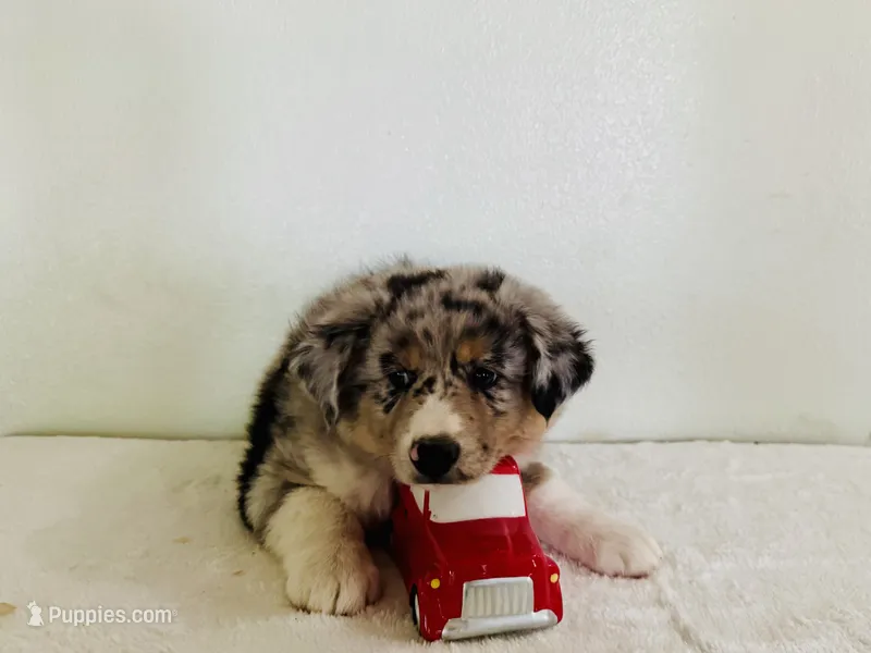 Beau – Australian Shepherd puppy for sale in Coleman, TX