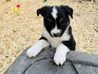 Demi, a female Australian Shepherd for sale in Coleman, TX – 2 of 10
