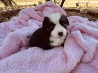 Zuri, a female Miniature Australian Shepherd for sale in Coleman, TX – 8 of 10