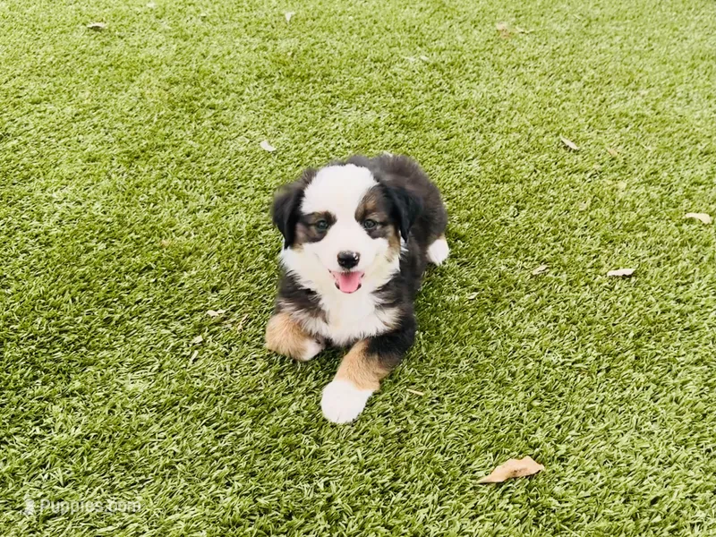 Pinky – Miniature Australian Shepherd puppy for sale in Coleman, TX
