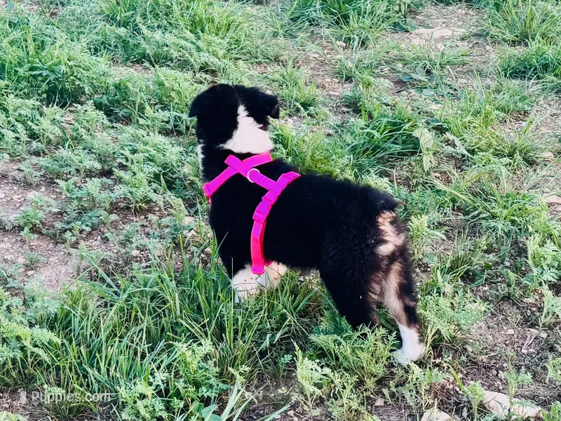 Demi – Australian Shepherd puppy for sale in Coleman, TX