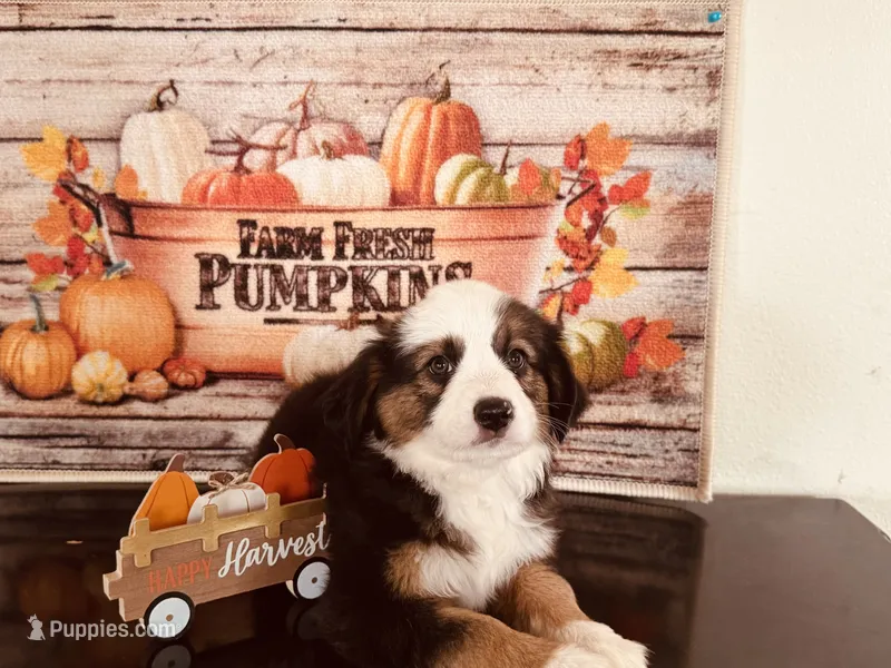 Pinky – Miniature Australian Shepherd puppy for sale in Coleman, TX