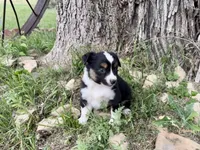 Demi, a female Australian Shepherd for sale in Coleman, TX – 6 of 10