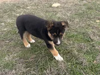 Fabio, a male Australian Shepherd and German Shepherd Dog for sale in Coleman, TX – Photo 4 of 10