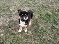 Fabio, a male Australian Shepherd and German Shepherd Dog for sale in Coleman, TX – Photo 5 of 10