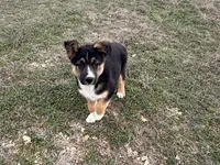 Fabio, a male Australian Shepherd and German Shepherd Dog for sale in Coleman, TX – Photo 2 of 10