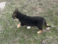 Fabio, a male Australian Shepherd and German Shepherd Dog for sale in Coleman, TX – Photo 7 of 10