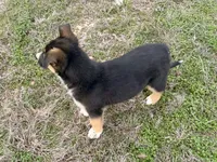 Fabio, a male Australian Shepherd and German Shepherd Dog for sale in Coleman, TX – Photo 8 of 10