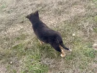 Fabio, a male Australian Shepherd and German Shepherd Dog for sale in Coleman, TX – Photo 9 of 10