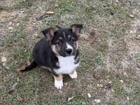 Fabio, a male Australian Shepherd and German Shepherd Dog for sale in Coleman, TX – Photo 3 of 10