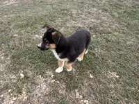 Fabio, a male Australian Shepherd and German Shepherd Dog for sale in Coleman, TX – Photo 1 of 10