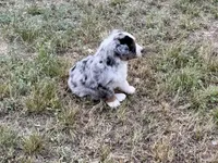 Bobo, a male Australian Shepherd for sale in Coleman, TX – 9 of 10