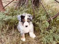 Bobo, a male Australian Shepherd for sale in Coleman, TX – 8 of 10