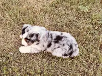 Bobo, a male Australian Shepherd for sale in Coleman, TX – 10 of 10