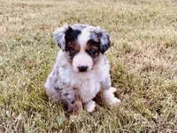 Bobo, a male Australian Shepherd for sale in Coleman, TX – 2 of 10