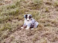 Bobo, a male Australian Shepherd for sale in Coleman, TX – 3 of 10
