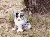 Bobo, a male Australian Shepherd for sale in Coleman, TX – 1 of 10