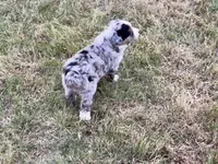 Bobo, a male Australian Shepherd for sale in Coleman, TX – 4 of 10