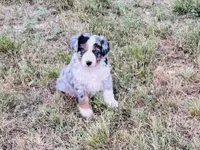 Bobo, a male Australian Shepherd for sale in Coleman, TX – 6 of 10