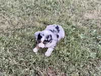 Bobo, a male Australian Shepherd for sale in Coleman, TX – 7 of 10