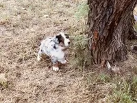 Bobo, a male Australian Shepherd for sale in Coleman, TX – 5 of 10