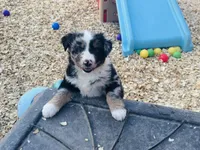 Wyatt, a male Australian Shepherd for sale in Coleman, TX – 5 of 9