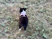 Demi, a female Australian Shepherd for sale in Coleman, TX – 6 of 10