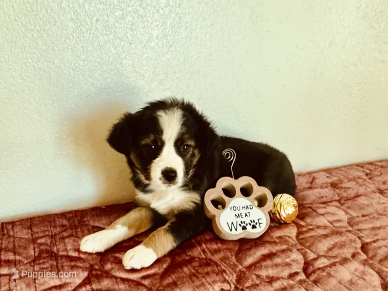 Joy – Miniature Australian Shepherd puppy for sale in Coleman, TX