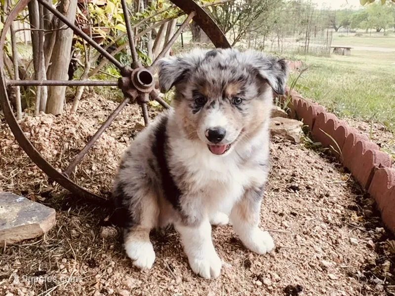 Beau – Australian Shepherd puppy for sale in Coleman, TX