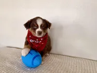 Hero, a male Miniature Australian Shepherd for sale in Coleman, TX – Photo 7 of 10