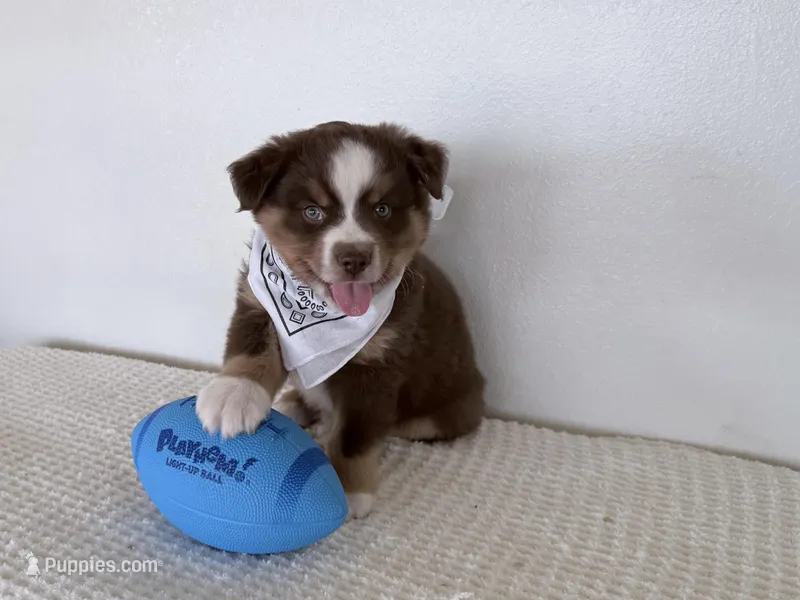 Hero – Miniature Australian Shepherd puppy for sale in Coleman, TX