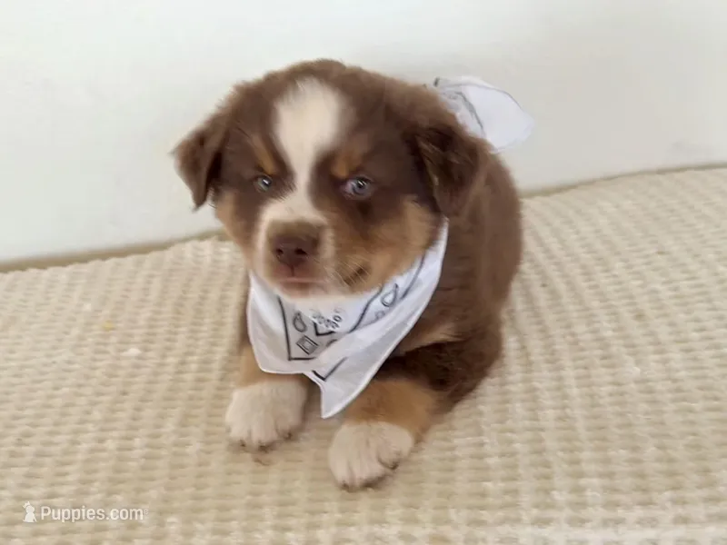 Hero – Miniature Australian Shepherd puppy for sale in Coleman, TX