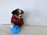 Hero, a male Miniature Australian Shepherd for sale in Coleman, TX – Photo 1 of 10