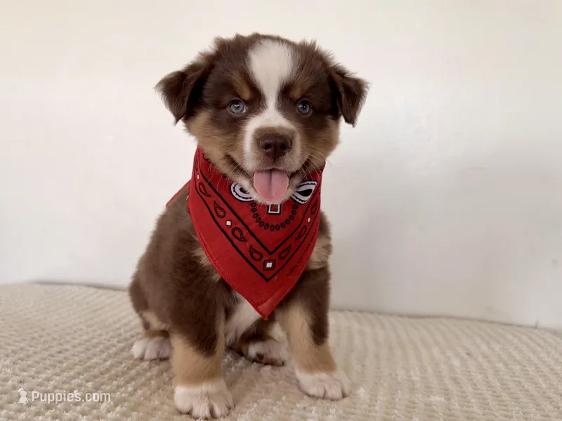 Hero – Miniature Australian Shepherd puppy for sale in Coleman, TX