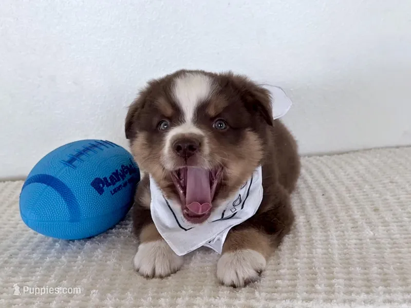 Hero – Miniature Australian Shepherd puppy for sale in Coleman, TX