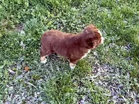 Hero, a male Miniature Australian Shepherd for sale in Coleman, TX – Photo 3 of 10