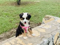 Pinky, a female Miniature Australian Shepherd for sale in Coleman, TX – 6 of 10