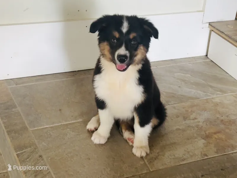 Demi – Australian Shepherd puppy for sale in Coleman, TX