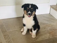 Demi, a female Australian Shepherd for sale in Coleman, TX – 4 of 10